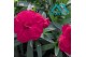 Dianthus oscar cherry 
