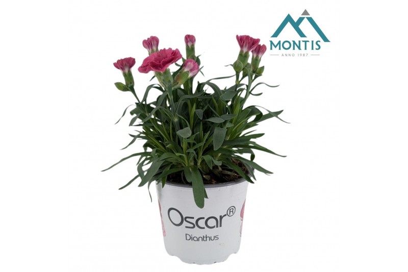 Dianthus oscar purple wings 