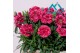 Dianthus oscar purple wings 