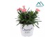 Dianthus oscar pink 