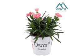 Dianthus oscar pink