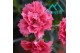 Dianthus oscar pink 