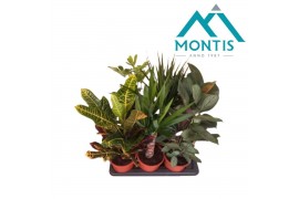 Kamerplanten mix in showdoos 2pp