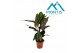 Calathea warscewiczii 1pp 