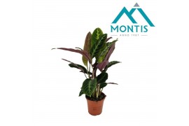Calathea warscewiczii 1pp