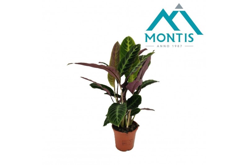 Calathea warscewiczii 1pp 