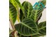 Calathea warscewiczii 1pp 