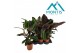 Calathea warscewiczii 1pp 