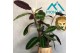 Calathea warscewiczii 1pp 