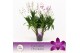 Dendrobium berry oda Dendrobium, Berry Oda XXL 18+ spike Exclusiva Orc 