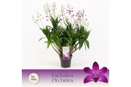 Dendrobium berry oda Dendrobium, Berry Oda XXL 18+ spike Exclusiva Orc