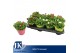 Bellis perennis mix Bellis p14 TST pot Gemengd in de tray 