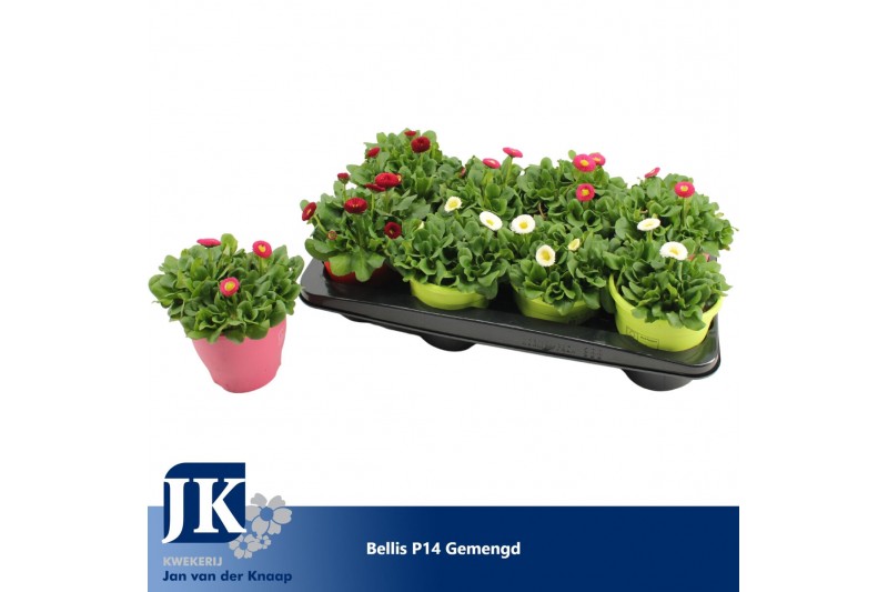 Bellis perennis mix Bellis p14 TST pot Gemengd in de tray 