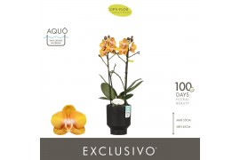 Phalaenopsis multiflora anthura las vegas Exclusivo Las Vegas 2 spike 