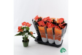 Anthurium andr. Florida Anthurium Royal Orange Big Flowers Florida 5 b