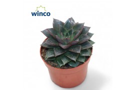 Echeveria Echeveria Purpurea1 bl.