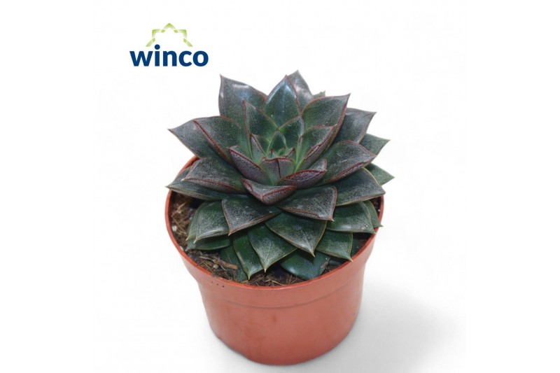 Echeveria Echeveria Purpurea1 bl. 