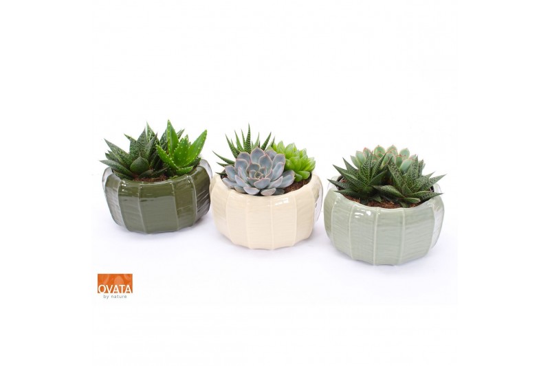 Succulenten mix Succulent bowl in Malmö 17 3 pp 