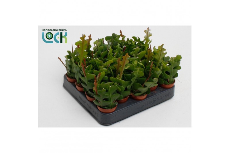 Epiphyllum anguliger 