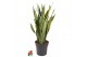 Sansevieria trifasciata laurentii Sansevieria Laurentii P2712 pp 