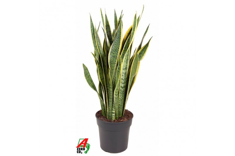Sansevieria trifasciata laurentii Sansevieria Laurentii P2712 pp 
