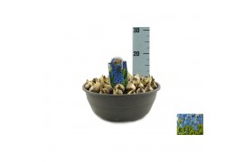 Muscari Muscari Soulmate pot vol per pot