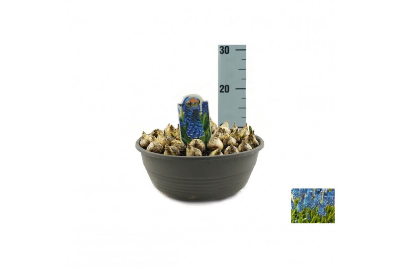Muscari Muscari Soulmate pot vol per pot 