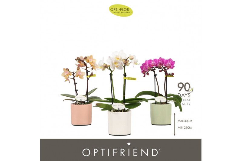 Phalaenopsis multiflora mix Optifriend Mix 2 spike in Lazio Mix 10 bl. 