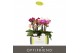 Phalaenopsis multiflora mix Optifriend Mix 2 spike in Lazio Mix 10 bl. 