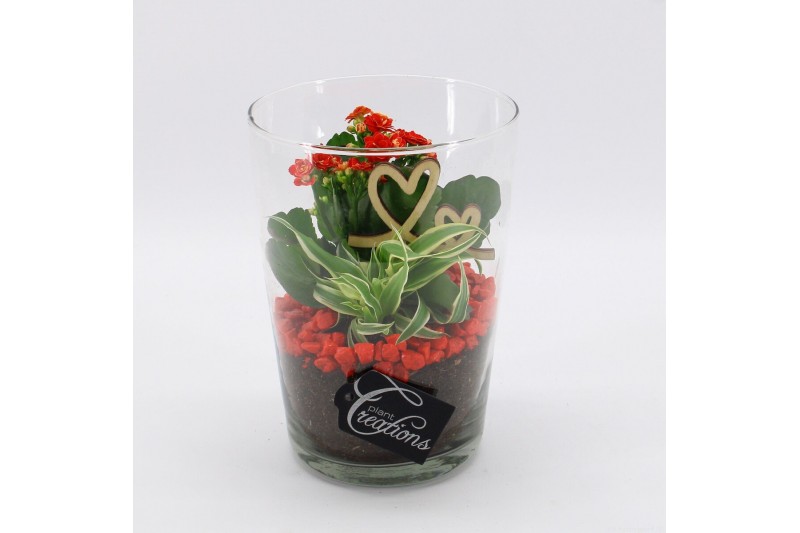 Arrangementen kalanchoe RMCR-2621R Romantic Essentials 2 pp 