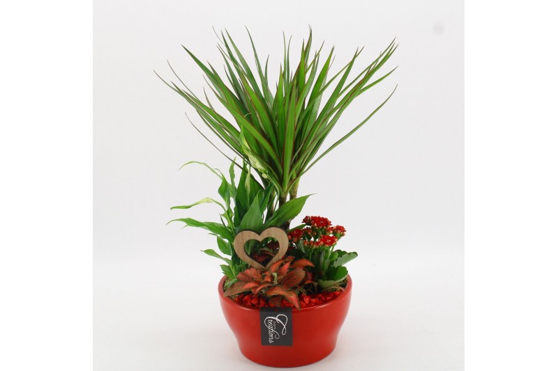 Arrangementen kamerplanten FDRM-2609R Romantic Fundamentals 4 pp 