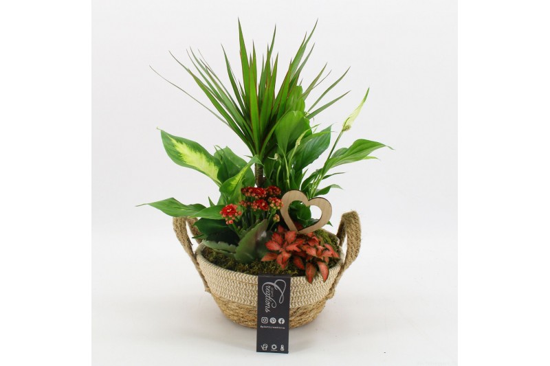 Arrangementen kamerplanten FDRM-2619R Romantic Fundamentals 5 pp 