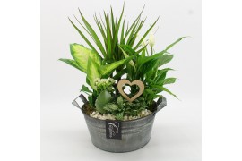 Arrangementen kamerplanten FDRM-2615W Romantic Fundamentals 5 pp