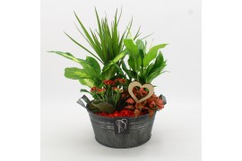 Arrangementen kamerplanten FDRM-2615R Romantic Fundamentals 5 pp