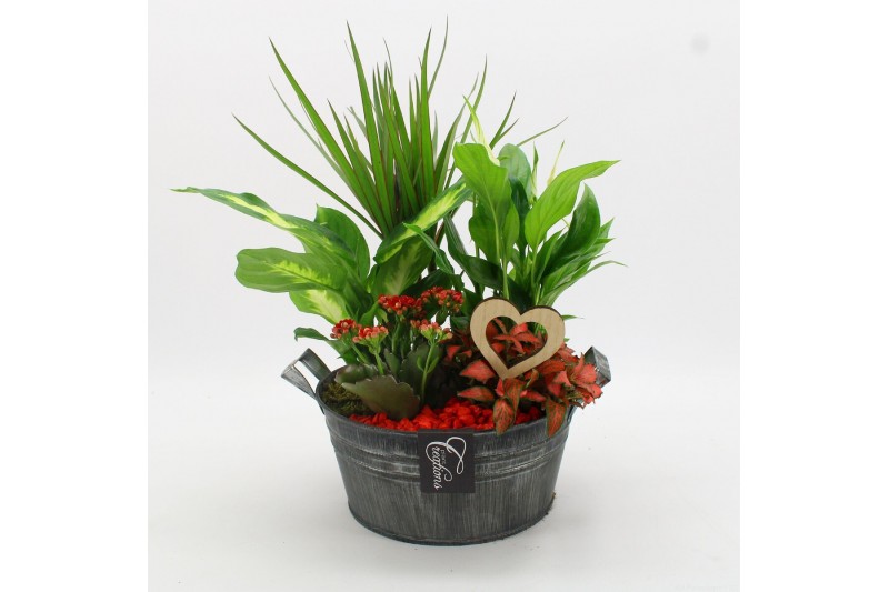 Arrangementen kamerplanten FDRM-2615R Romantic Fundamentals 5 pp 