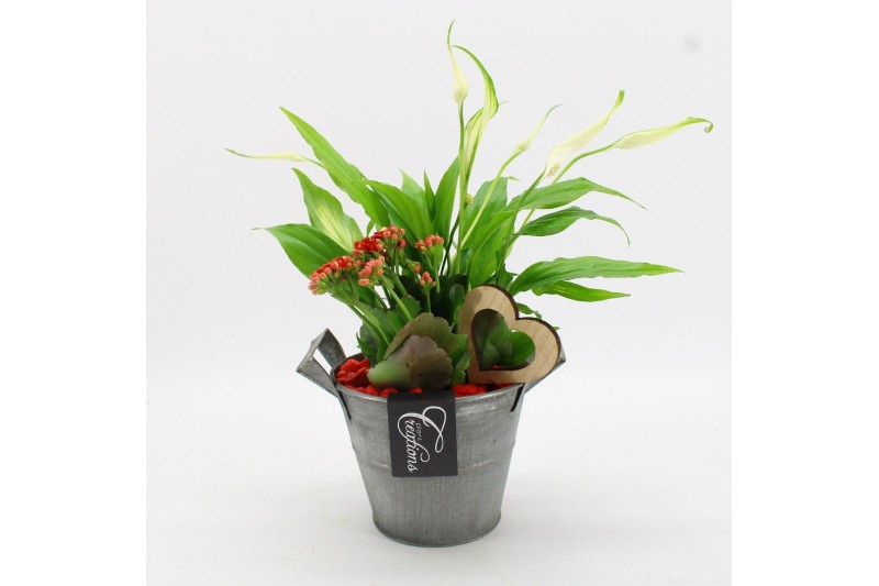 Arrangementen kamerplanten FDRM-2613R Romantic Fundamentals 2 pp 