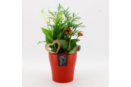 Arrangementen kamerplanten FDRM-2608R Romantic Fundamentals 3 pp