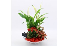 Arrangementen kamerplanten FDRM-2602R Romantic Fundamentals 3 pp