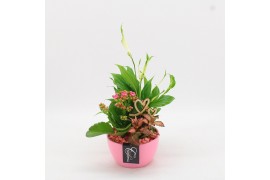 Arrangementen kamerplanten FDRM-2607RZ Romantic Fundamentals 3 pp