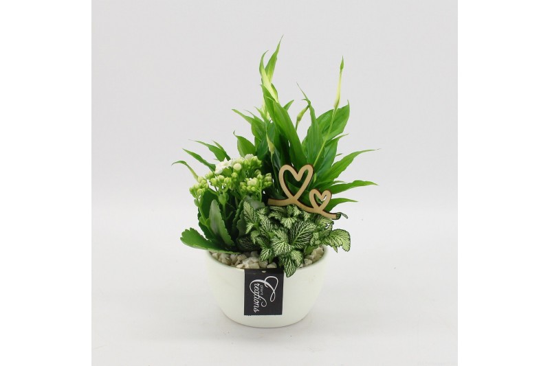 Arrangementen kamerplanten FDRM-2607W Romantic Fundamentals 3 pp 