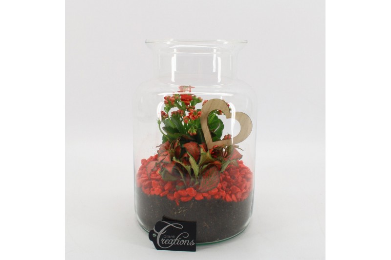 Arrangementen kamerplanten FDRM-2606R Romantic Fundamentals 2 pp 