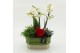 Phalaenopsis PHALRM-2614W Romantic Phalaenopsis 3 pp 