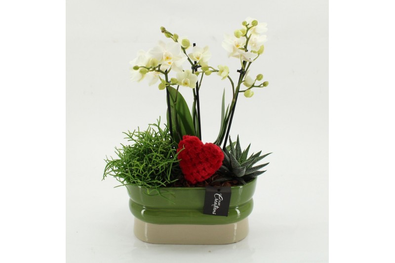 Phalaenopsis PHALRM-2614W Romantic Phalaenopsis 3 pp 