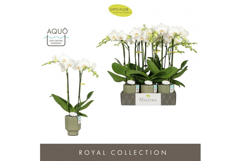 Phalaenopsis wit Maistro Mozart 2 spike 50 cm in Emilia Green Aquo 18  