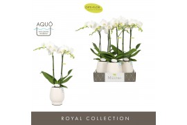 Phalaenopsis wit Maistro Mozart 2 spike 50 cm in Abruzzo White Aquo 18