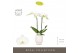 Phalaenopsis wit Maistro Mozart 2 spike 50 cm in Abruzzo White Aquo 18 