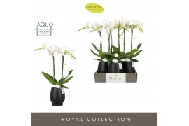 Phalaenopsis wit Maistro Mozart 2 spike 50 cm in Abruzzo Black Aquo 18