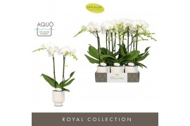 Phalaenopsis wit Maistro Mozart 2 spike 50 cm in Emilia White Aquo 18 