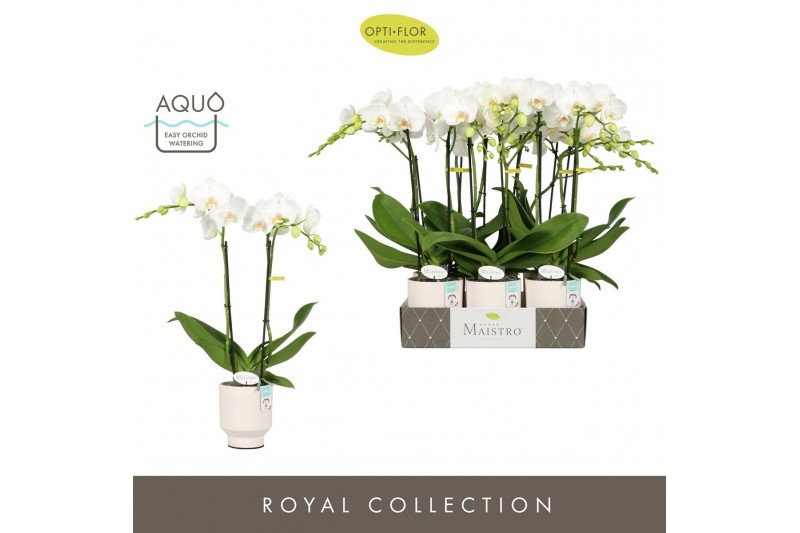 Phalaenopsis wit Maistro Mozart 2 spike 50 cm in Emilia White Aquo 18  