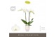 Phalaenopsis wit Maistro Mozart 2 spike 50 cm in Emilia White Aquo 18  